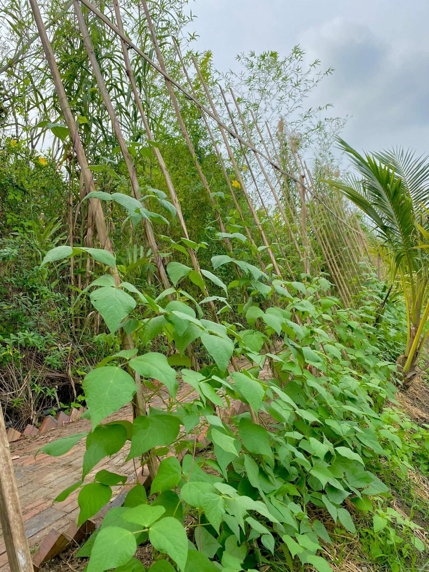 Mekong Silt Ecolodge Can Tho Εξωτερικό φωτογραφία